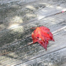 So much depends upon a red leaf
