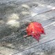 So much depends upon a red leaf