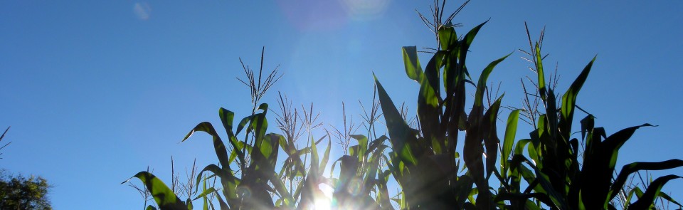 You could do worse than to get lost in a corn maze…